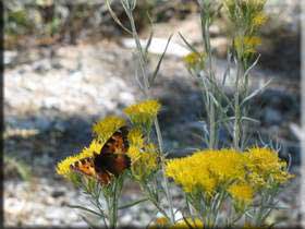 Butterfly on yellow flower.