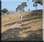 Forever Fernwood hillside.